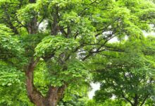 Ashridge Trees Discount Code