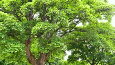 Ashridge Trees Discount Code