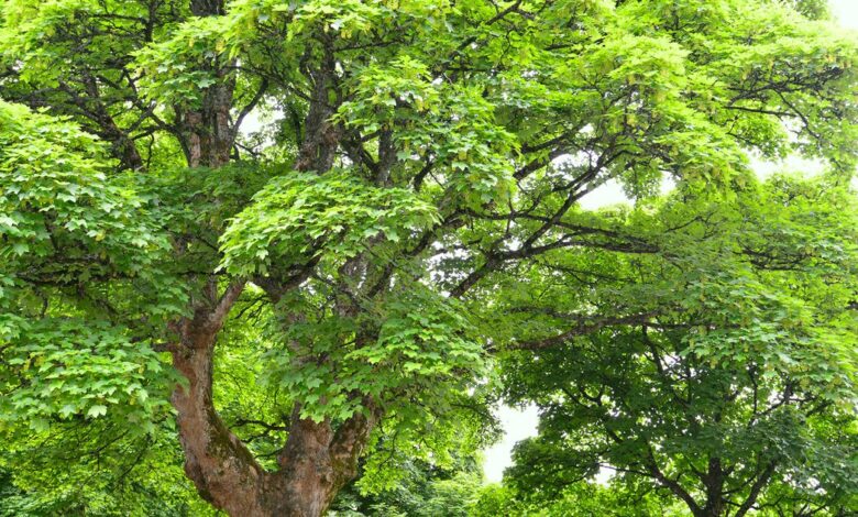 Ashridge Trees Discount Code
