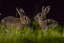 Where Do Rabbits Sleep at Night