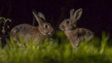 Where Do Rabbits Sleep at Night