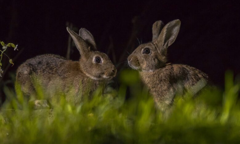 Where Do Rabbits Sleep at Night
