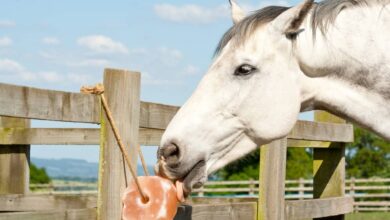 What Is a Lick It for Horses