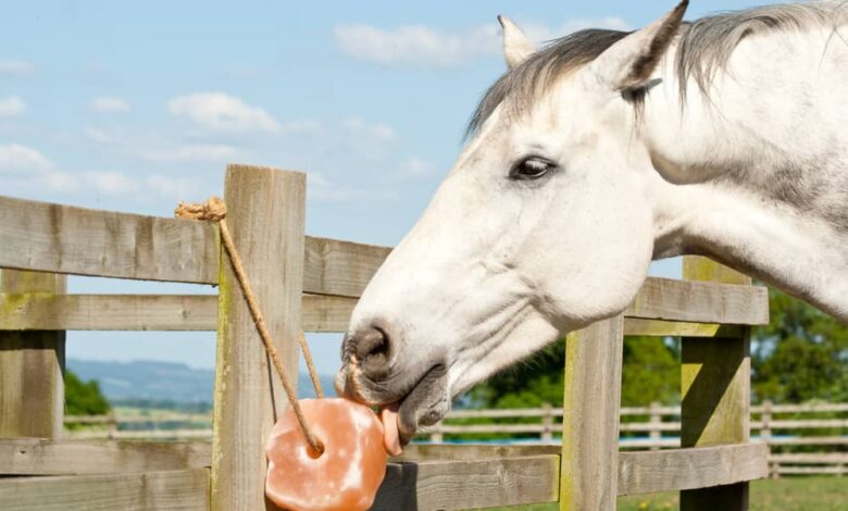 What Is a Lick It for Horses